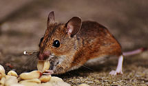 Find Exterminators in Cowlitz County